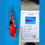 Jumbo Showa 55cm Serti Momotaro