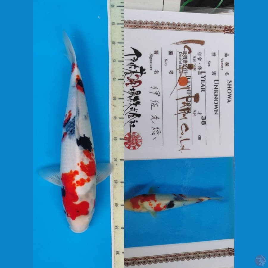 Showa 46cm serti ISA