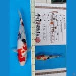 Showa 46cm serti ISA