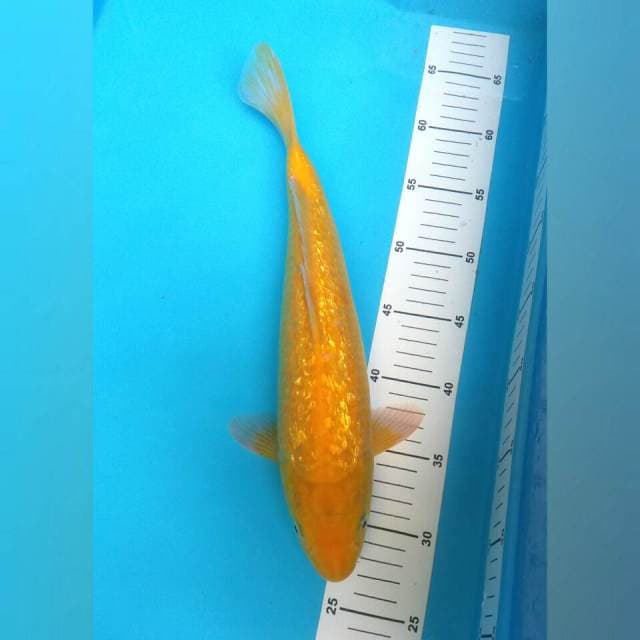 F1 Bloodline Marudo Karashi Ginrin 36CM