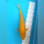 F1 Bloodline Marudo Karashi Ginrin 36CM