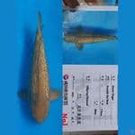 Cagoi ginrin 55cm Dainchi