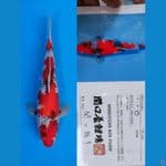 Showa 40cm Sekiguchi