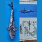Shiro Ginrin 41cm Omosako