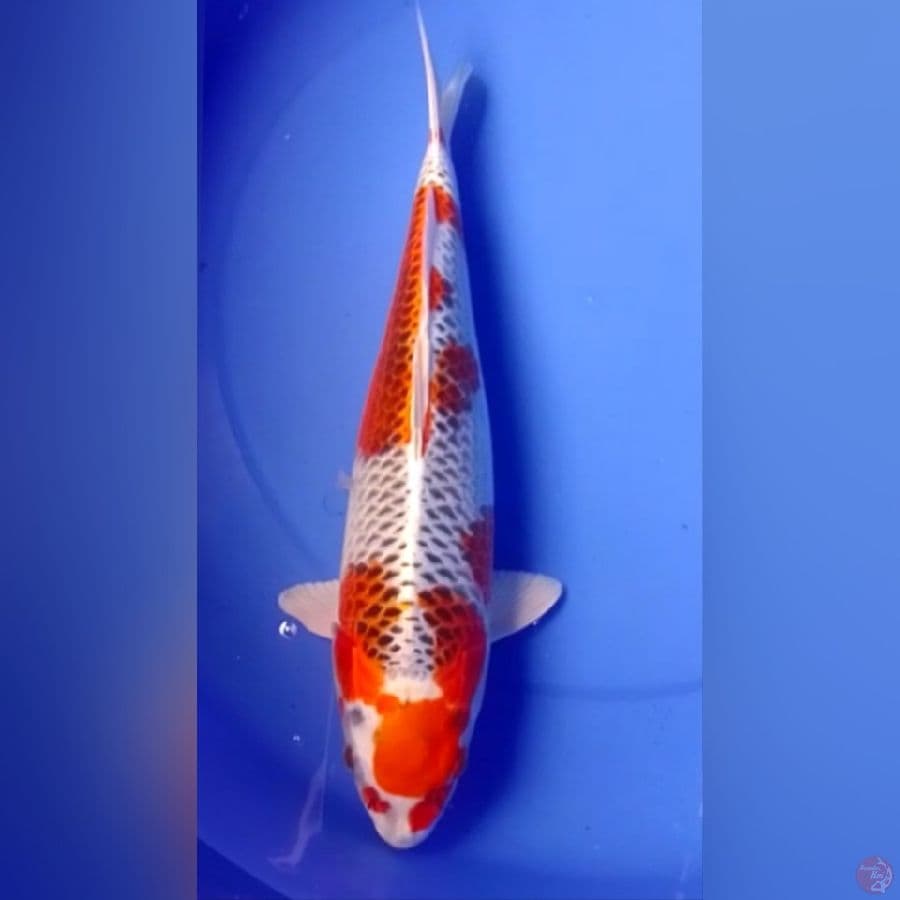 KOJAKU 40CM