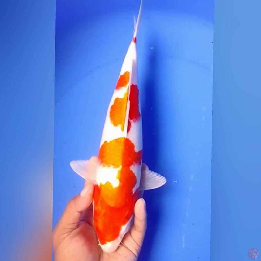 sakura ogon 33cm 