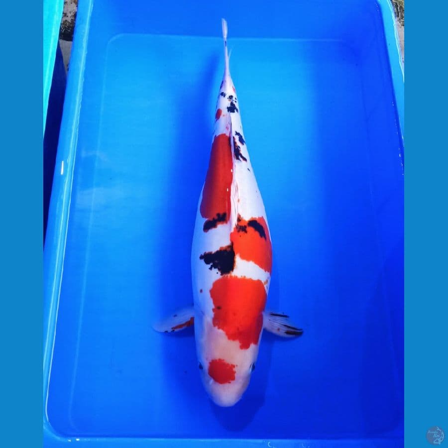 51cm jumbo sanke doitsu halus