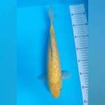 F1 Bloodline Marudo Karashi Ginrin 34CM