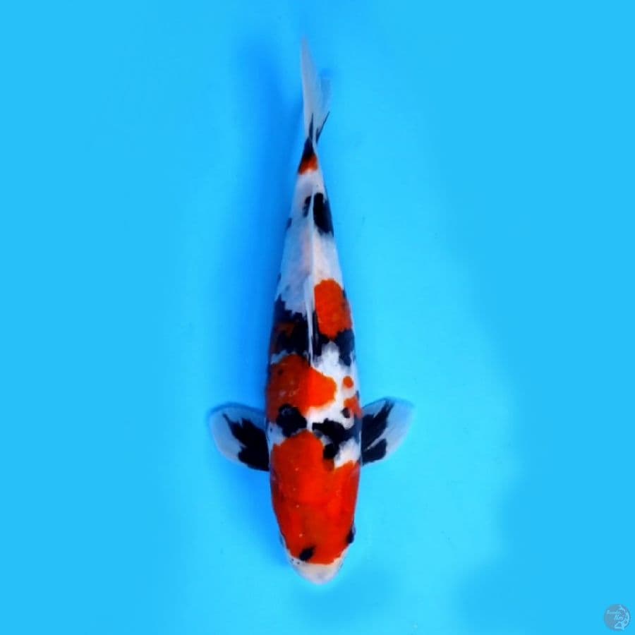 SHOWA SHANSOKU #25 CM MALE 