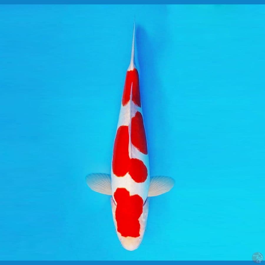 RONIN 1 ~ Kohaku Doitsu 36 cm/male ™