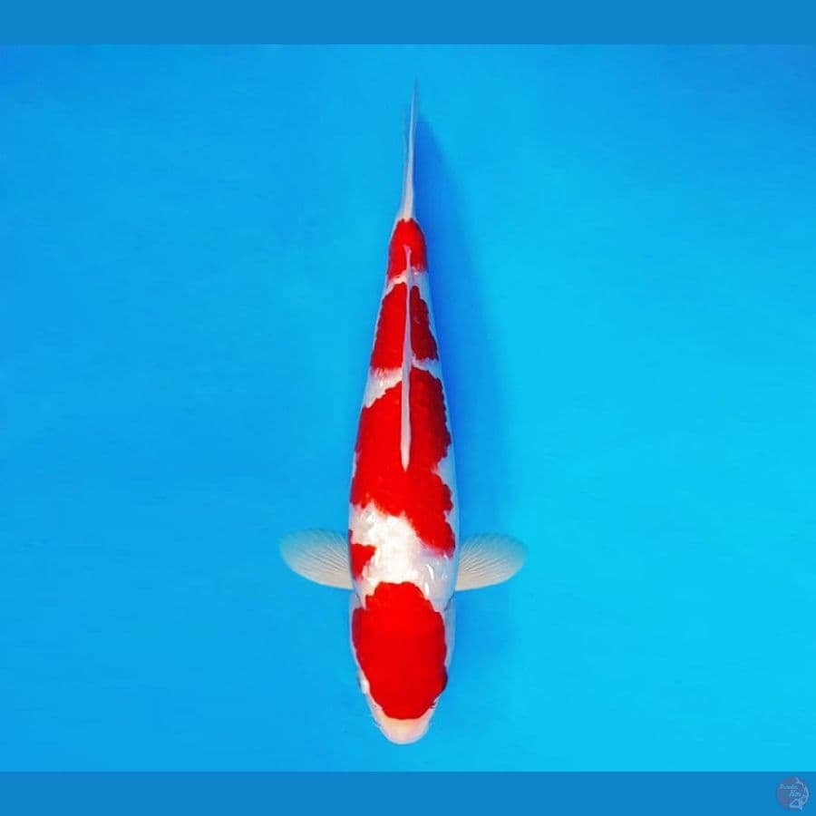RONIN 8 ~ Kohaku Gin Rin 34 cm/fm ™