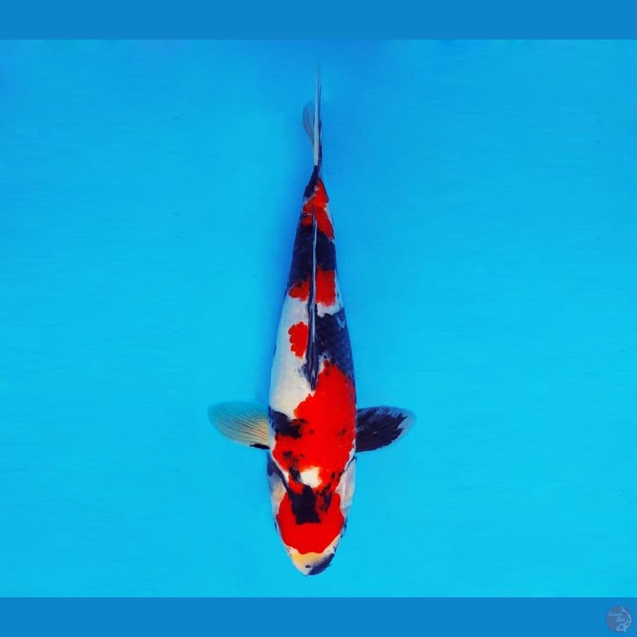 RONIN 12 ~ Showa Evolution 27 cm/male ™