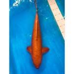 Chagoi tembaga 49 female