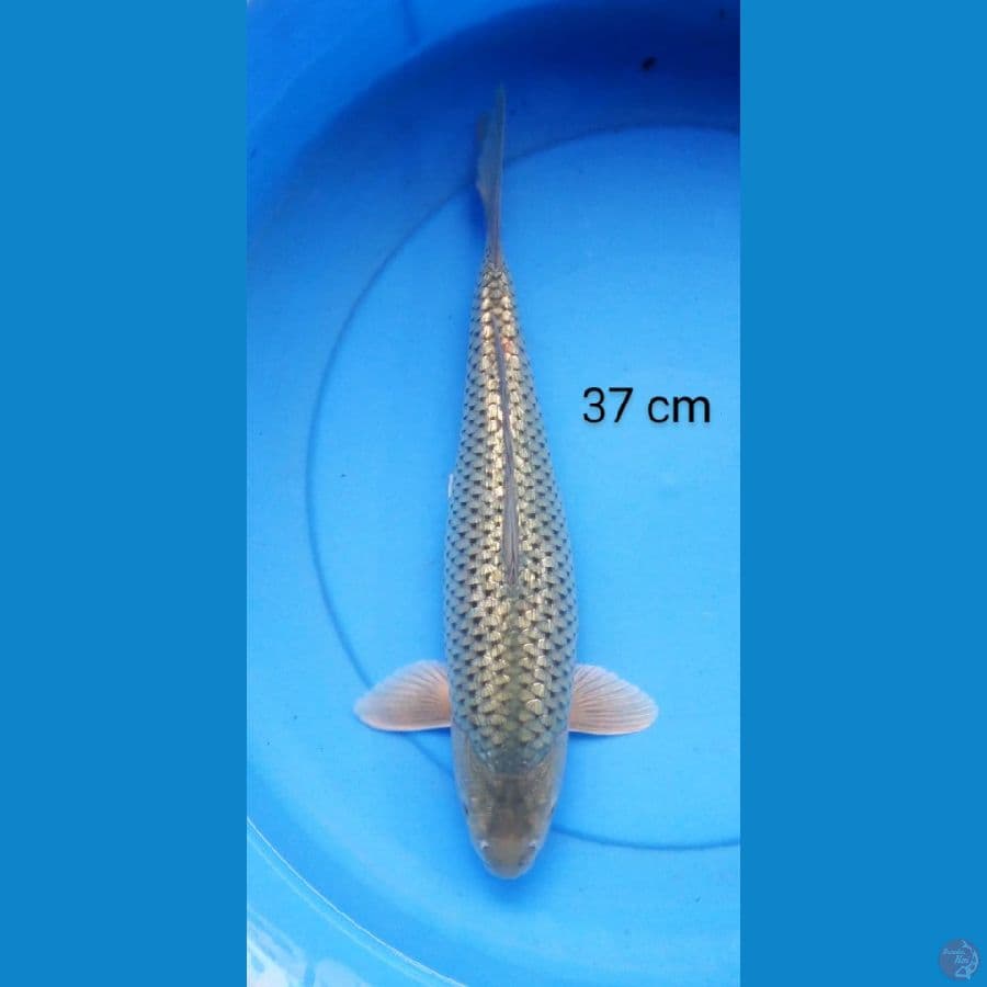 soragoi ginrin punuk 37 cm
