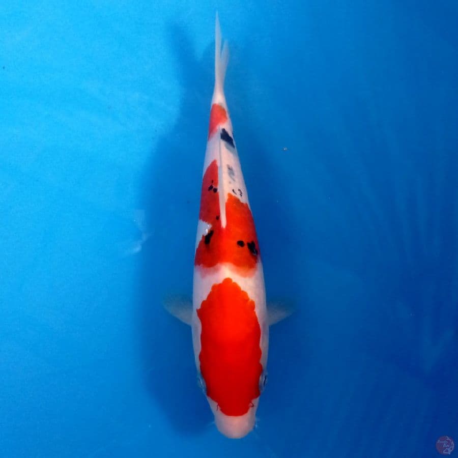 sanke, 20 cm