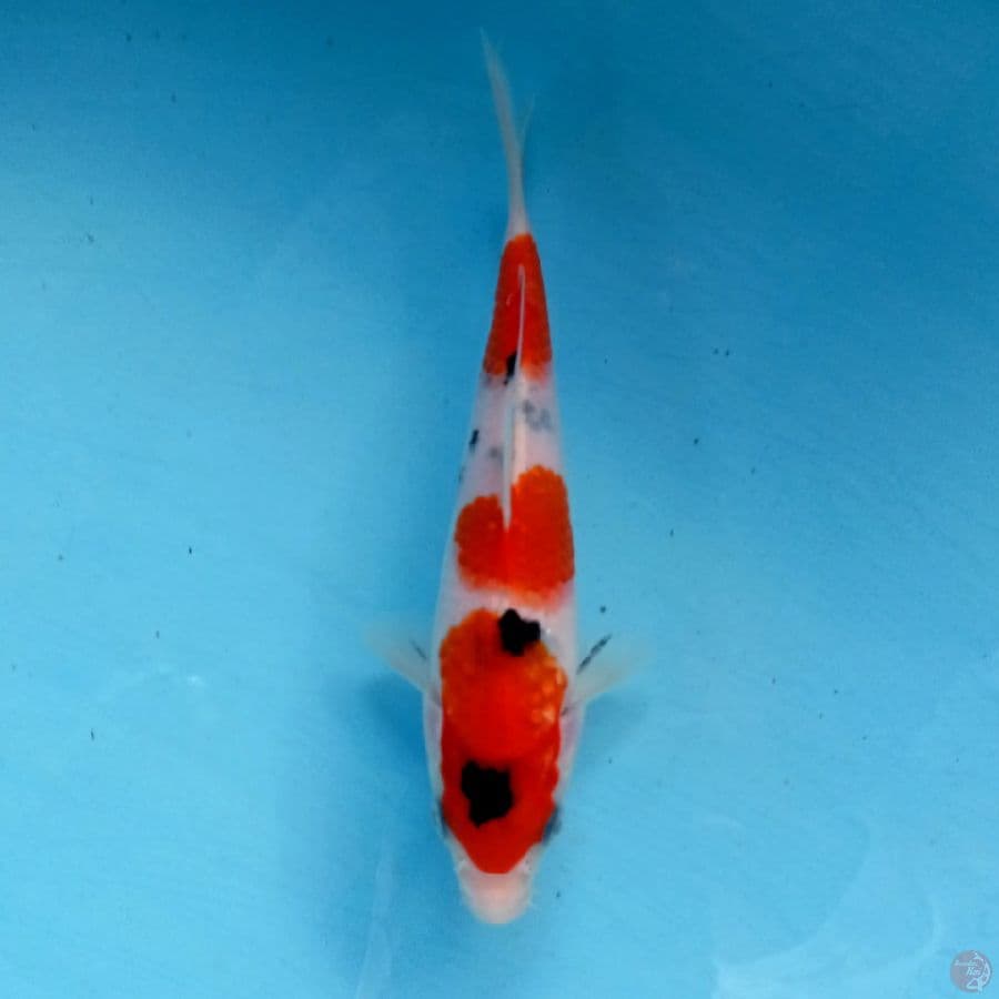 sanke, 18 cm