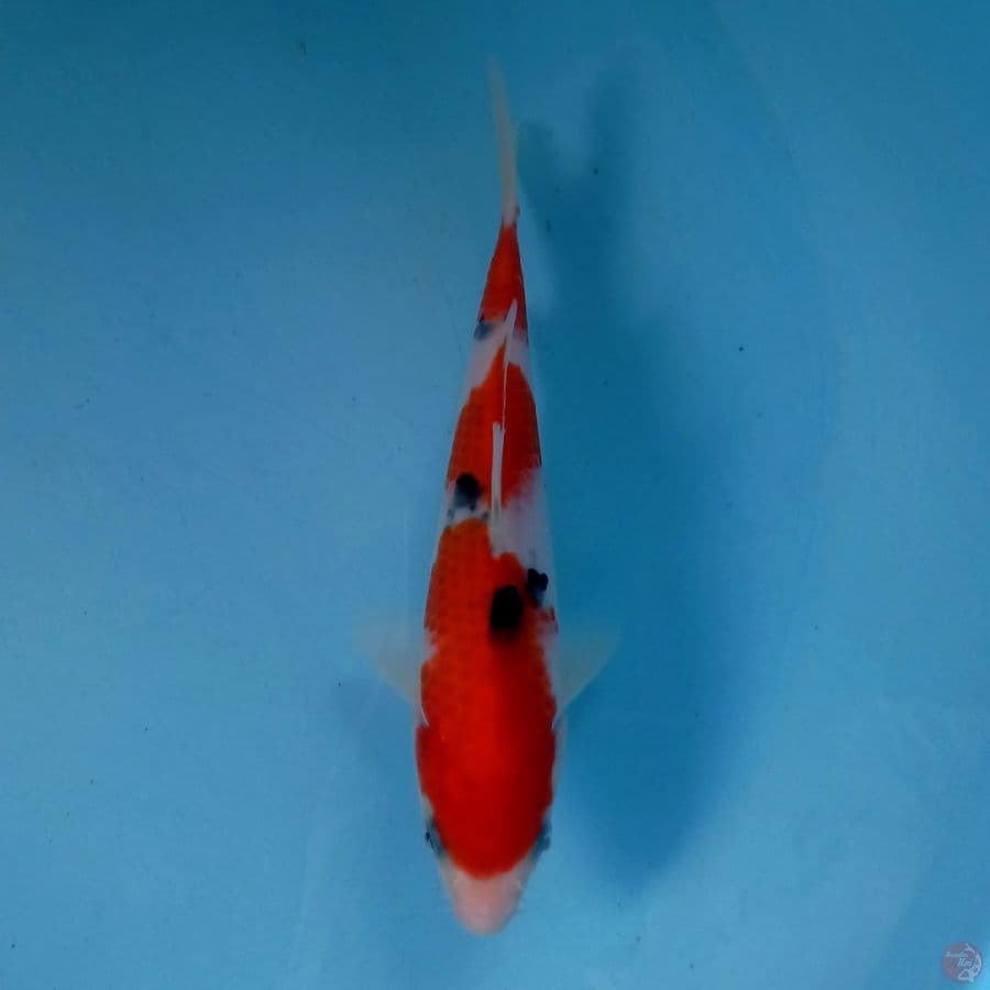 sanke, 17 cm
