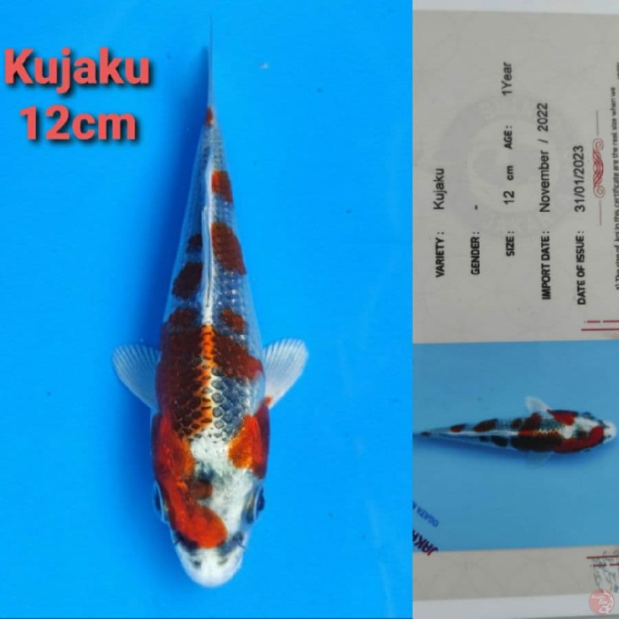 GENJIRO KUJAKU 12CM SERTI