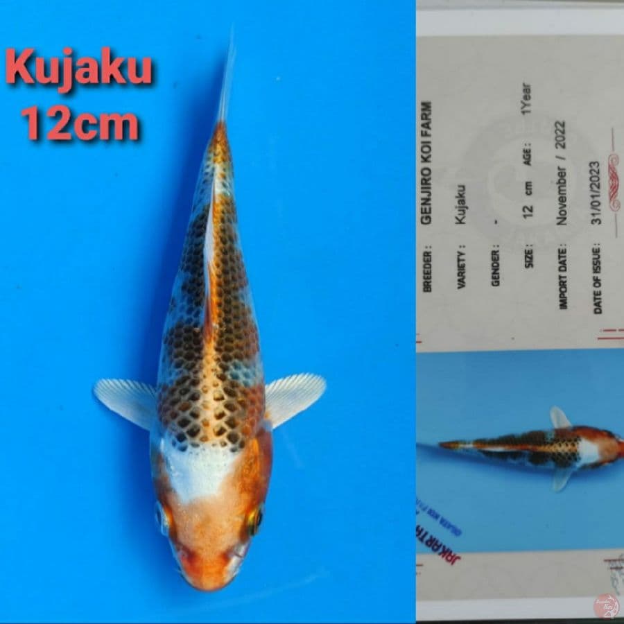 GENJIRO KUJAKU 12CM SERTI