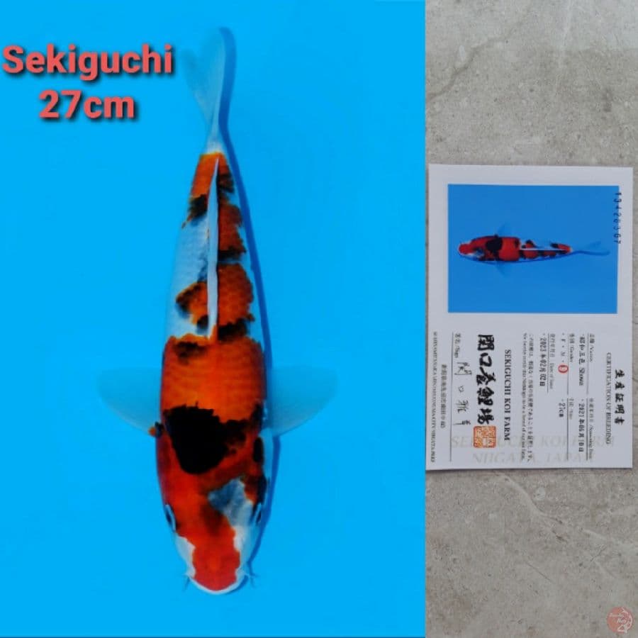 SEKIGUCHI SHOWA 27CM SERTI