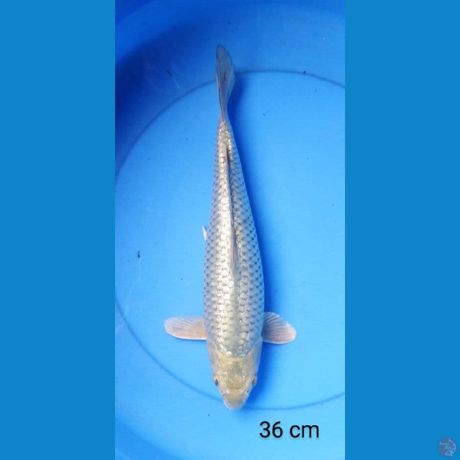 soragoi punuk 36 cm