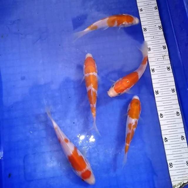Kohaku 5 ekor