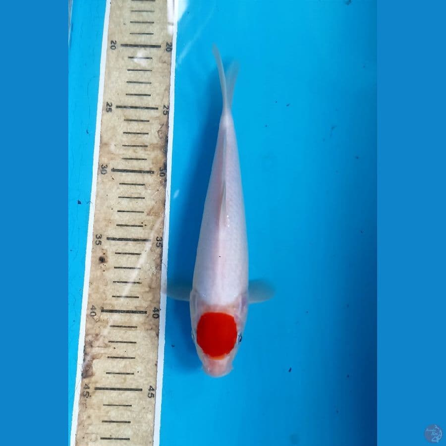 Tancho 23cm