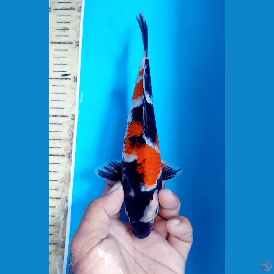 Showa 23cm