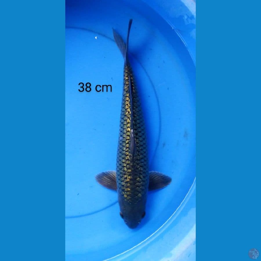 black diamond male 38 cm