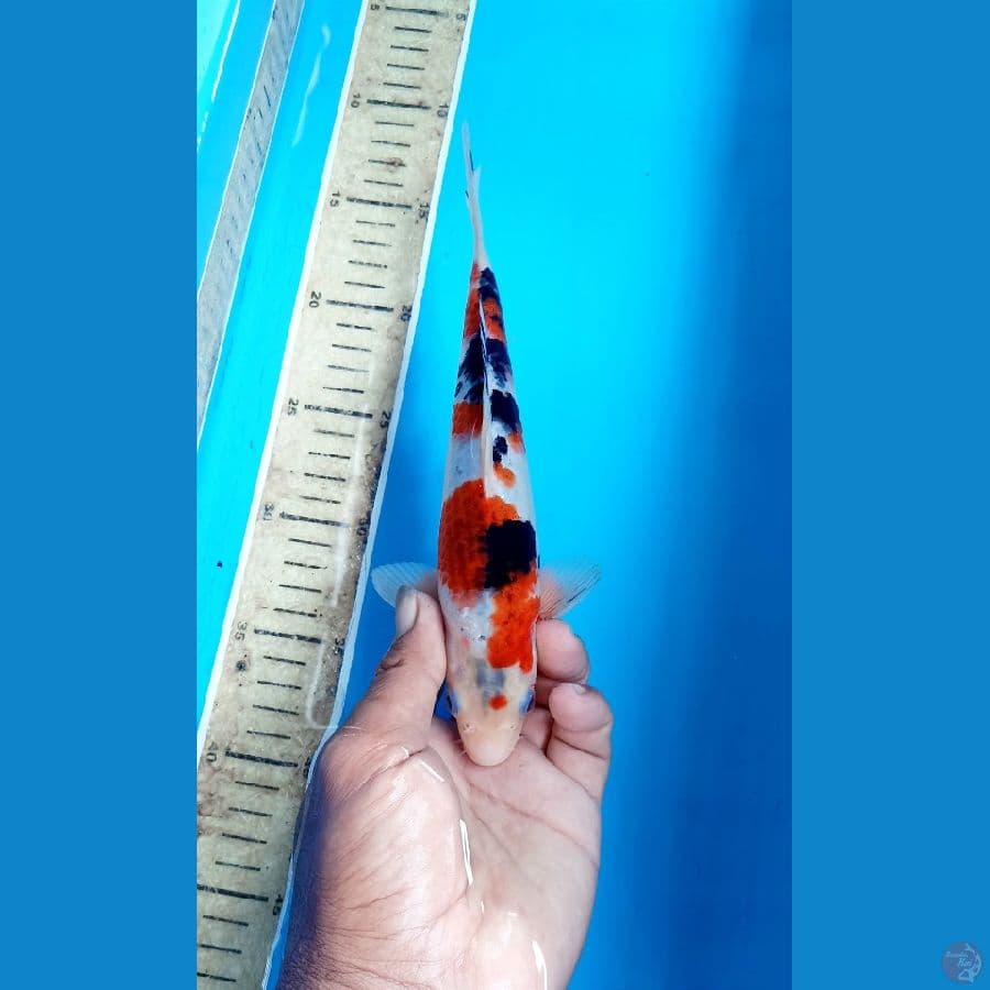 Koromo sanke 24cm