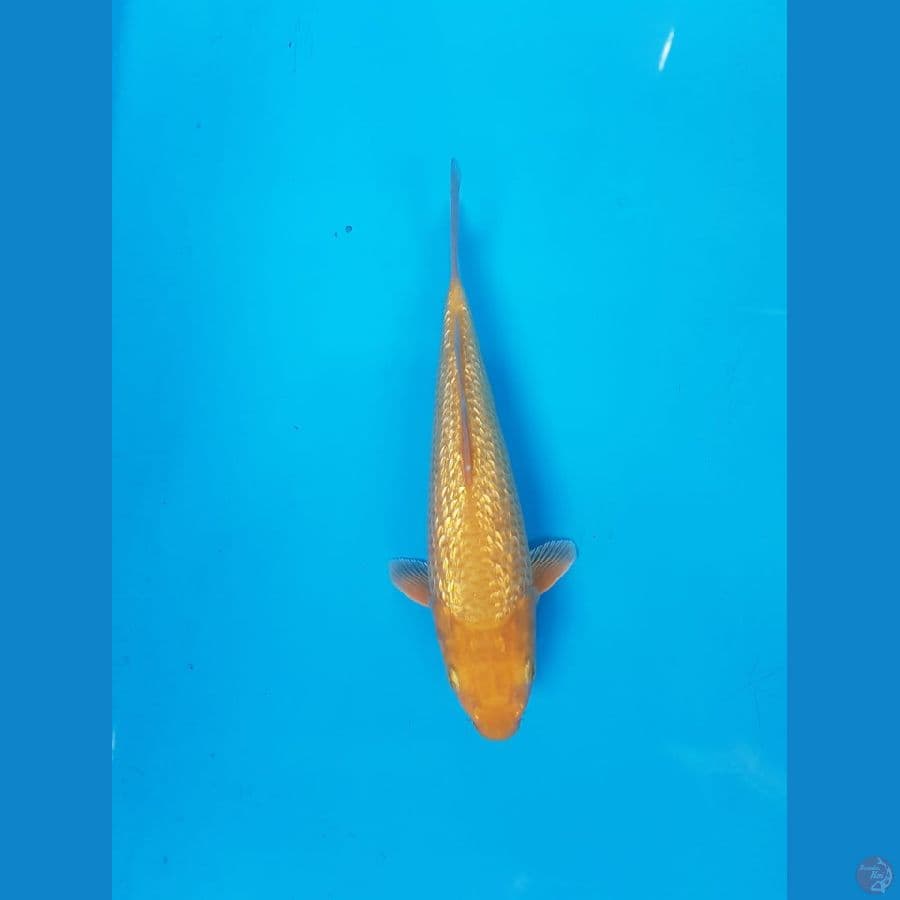 karamel 23cm male fuull ginrin bulky