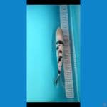 bekko