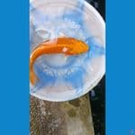 ORENJI OGON F1 SQ
