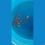 Tamasaba 11 ekor  size 8-10 cm