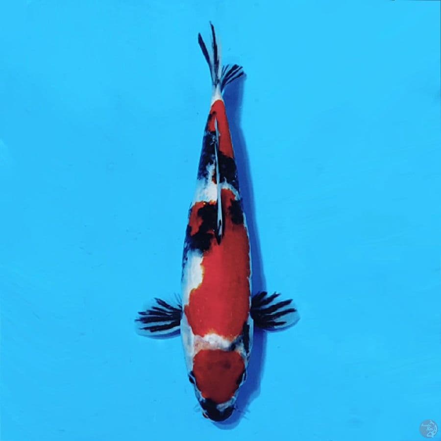 2.MARUTEN SHOWA JOSS 33CM FEMALE