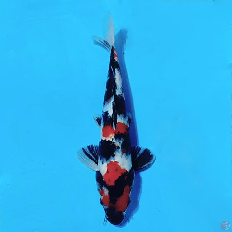 5.KINDAI SHOWA STRONG 33CM MALE