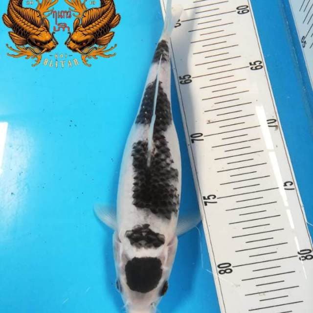 28cm, Kanoko Maruten Sumi Goromo 