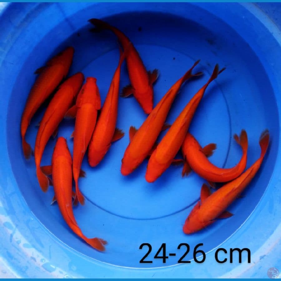 benigoi merah 24-26 cm