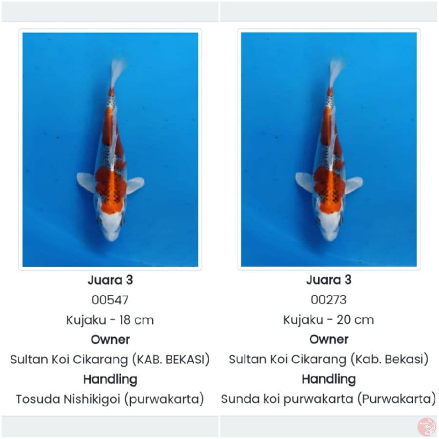 kujaku SQ 2x juara