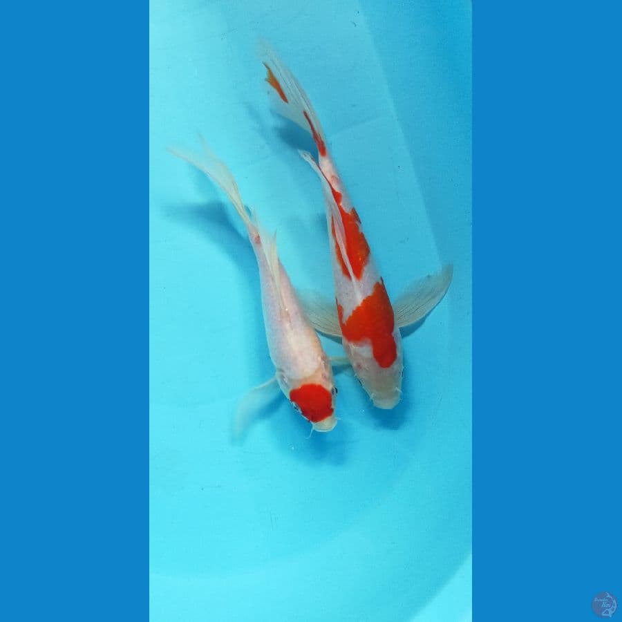 KUMPAY KOHAKU 24-26CM