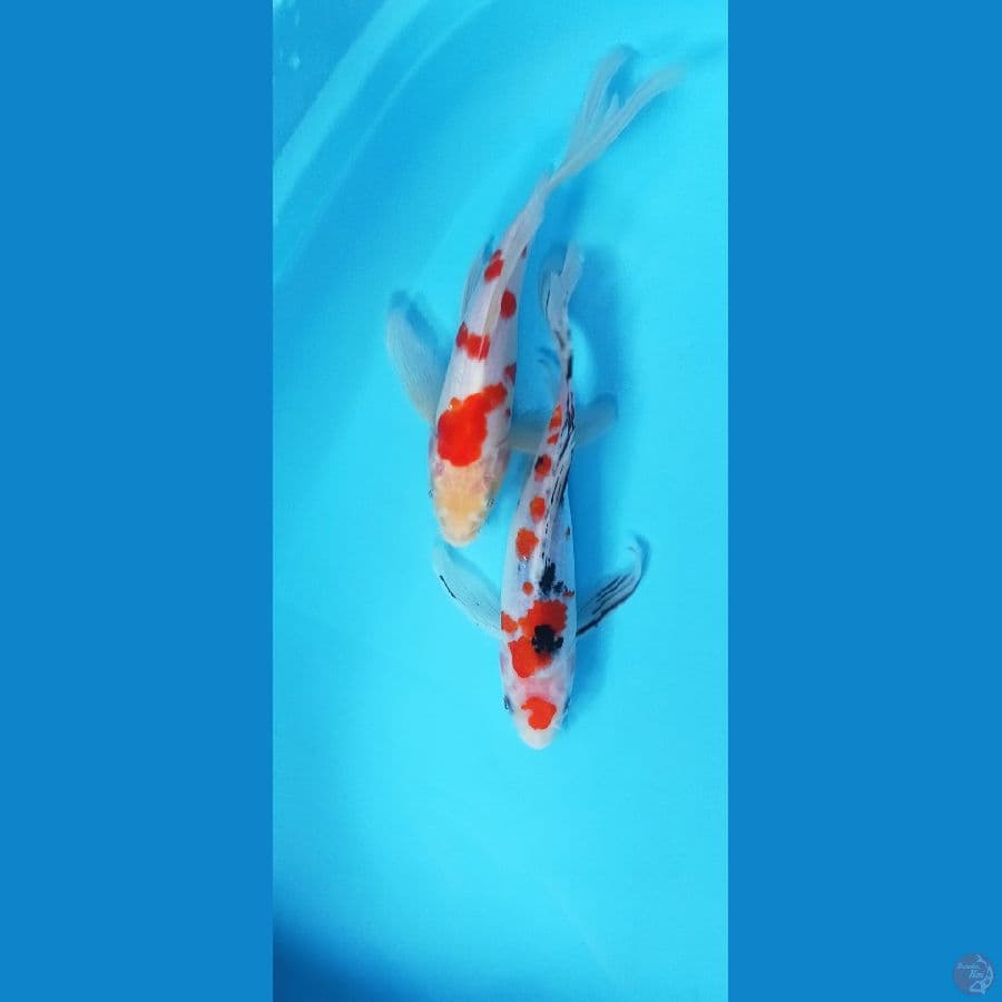 KUMPAY KOHAKU SANKE 27CM