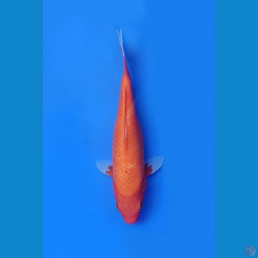 Aka Hajiro | 20cm
