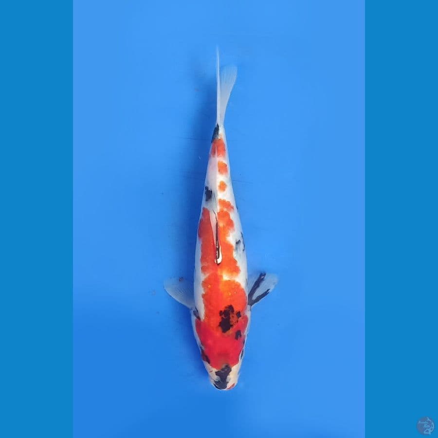Showa | 23cm