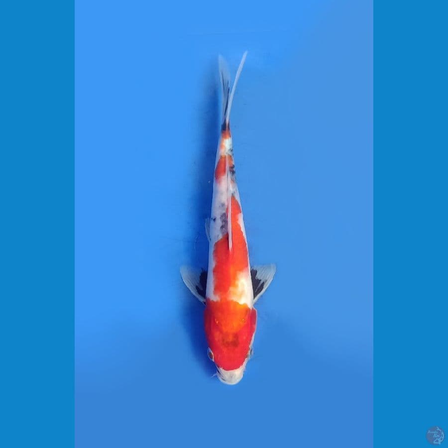 Showa | 23cm