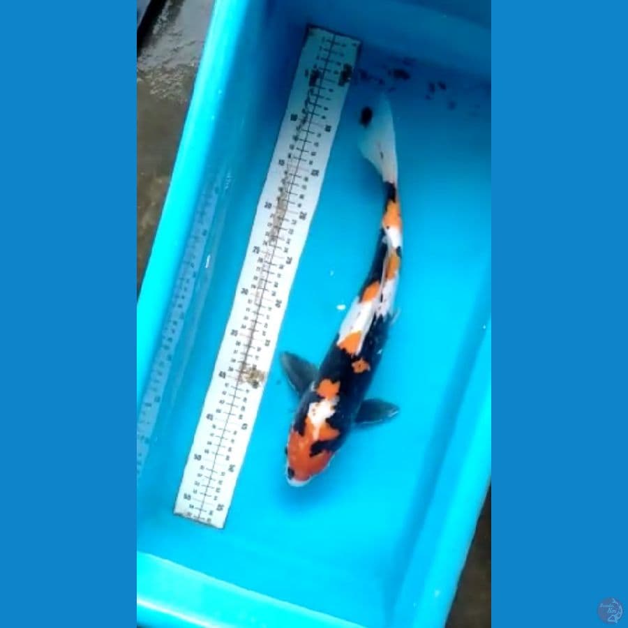 Doitsu Showa calon induk 43cm