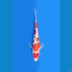 Sanke Godan | 29 cm