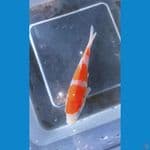 kohaku special kontes show 12 cm 