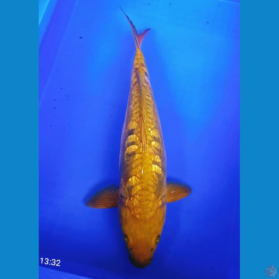 50bu chagoii aragoke ginrin jumbo