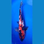 showa doitshu 34cm