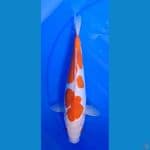 kohaku doitshu 30cm